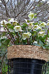 Hellebore Molly's White
